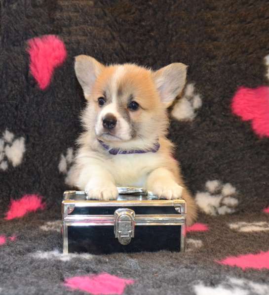 Щенки вельш корги пемброк в Санкт-Петербурге фото 4