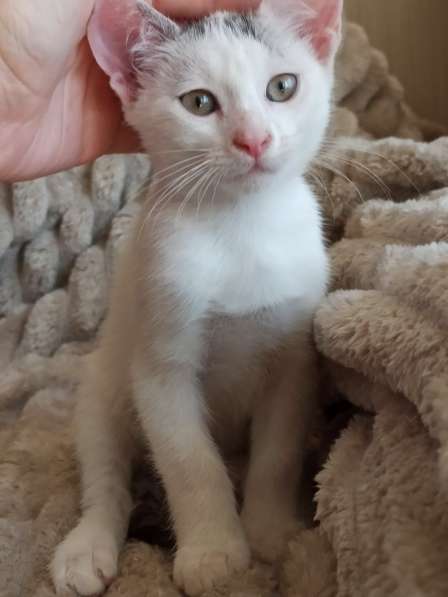 Ищет дом нежный котёнок, 2 мес в фото 5