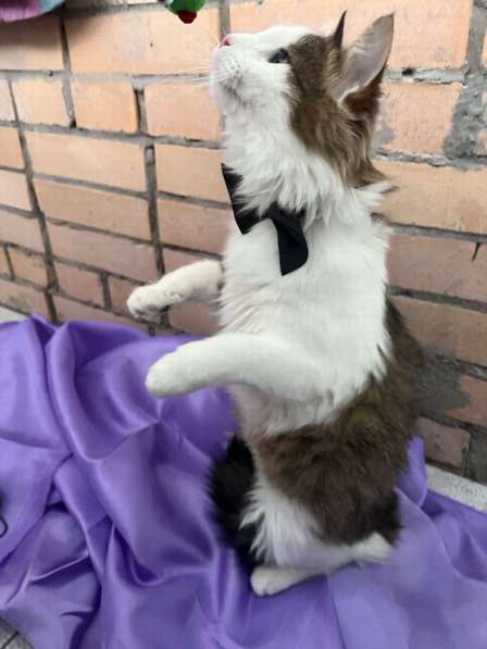 Ласковый котик Рон ищет семью!