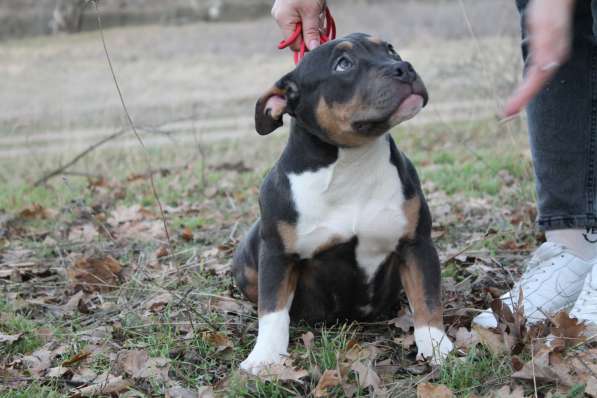 Породные щенки Американ Булли в фото 13