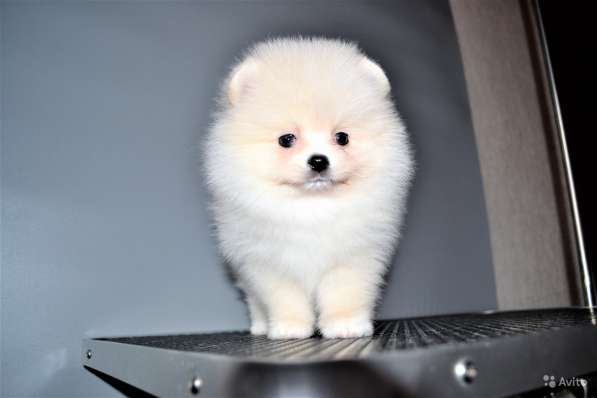 Щенки померанского шпица (Pomeranian) в Воронеже фото 11