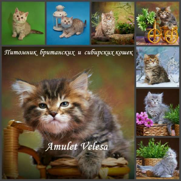 Сибирские котята из питомника