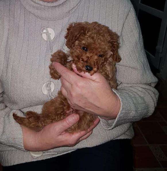 Той-пудель продаётся в фото 7