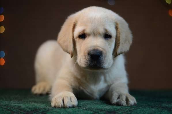 Щенки лабрадора ретривера в фото 13