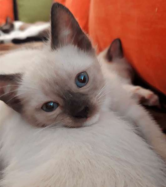 Котята сноу-шу в Санкт-Петербурге фото 9