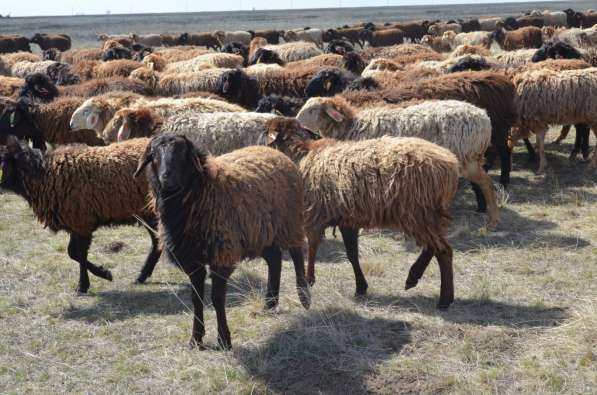 Племенные овцы породы Эдильбаевская (из Европы класса Элита)
