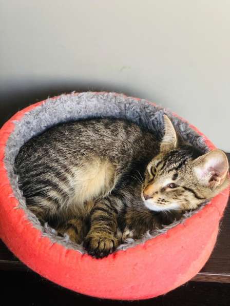 Мурлыка-котенок с дефектом глазика очень ищет дом в Санкт-Петербурге фото 23