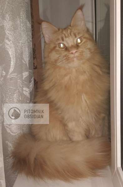 Мейн-кун продажа в Москве фото 5