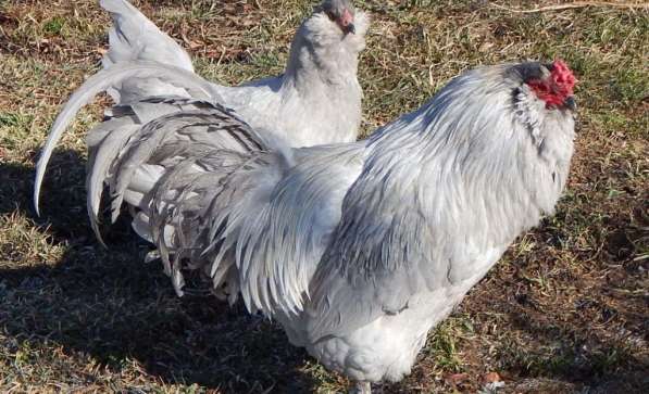 Цыплята Амераукана в Балашихе в Железнодорожном фото 4