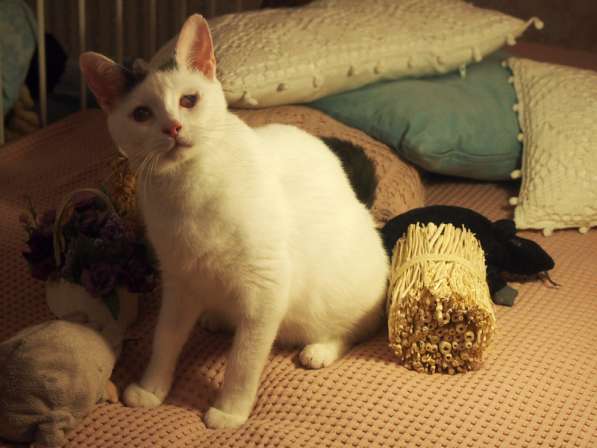 Особенный кот Тарас ищет доброе сердце! в Москве фото 8