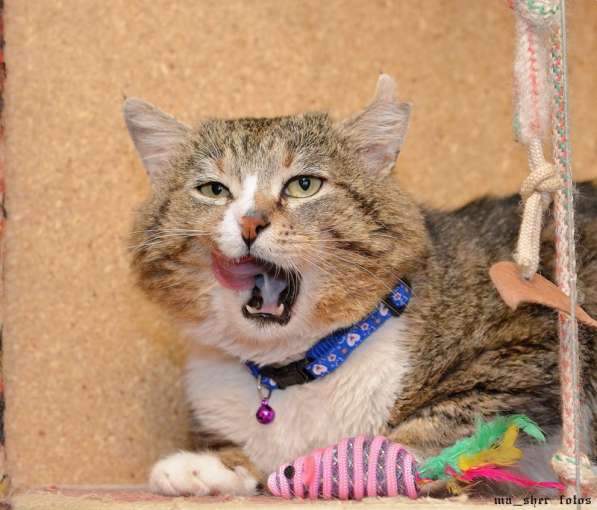 Манул хомячковый в Москве фото 3