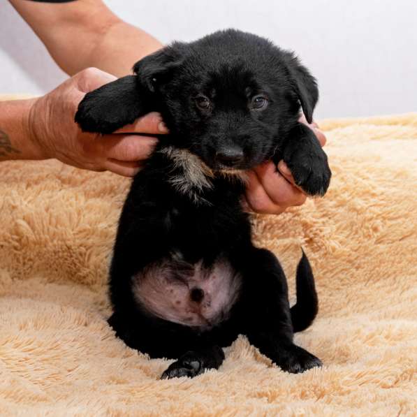 Щенки в дар в Москве фото 7