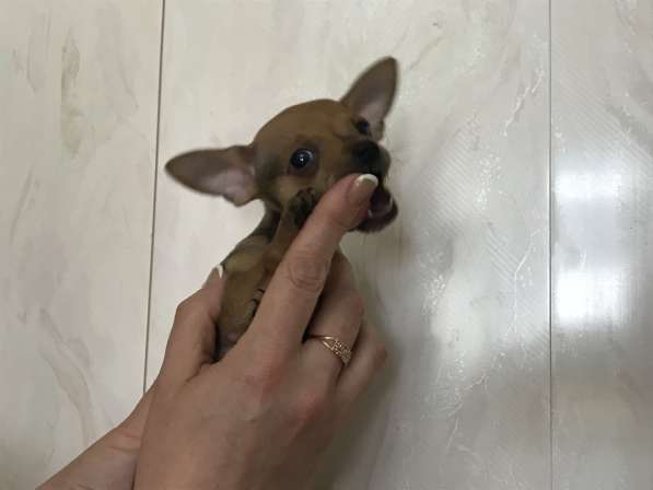 МИКРО русский той-терьер в Москве фото 7