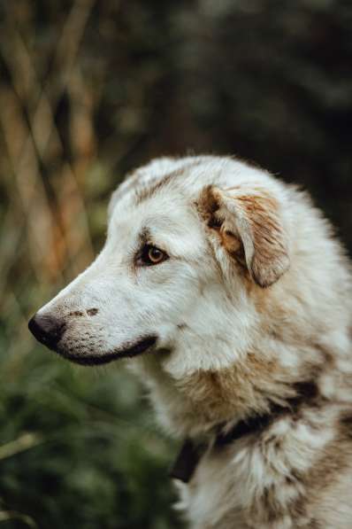 Очень ласковый пушистик ищет дом в Санкт-Петербурге фото 21
