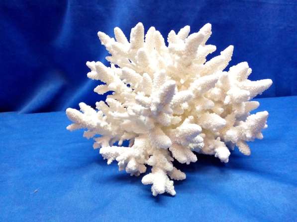 Коралл 23,5 - морской сувенир