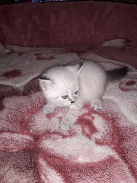 Шотландские котята в Тамбове фото 5