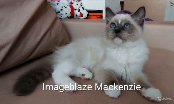 Невские маскарадные красавцы в Санкт-Петербурге