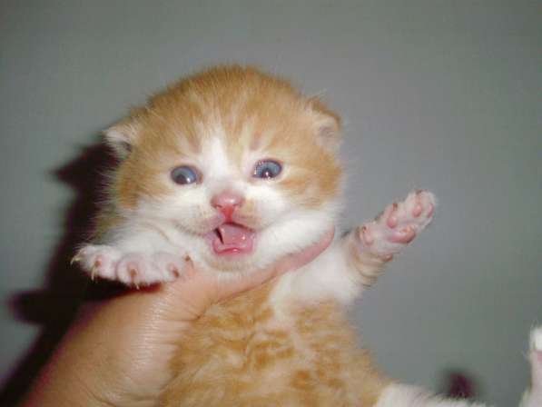 Британский котенок в Краснодаре фото 15