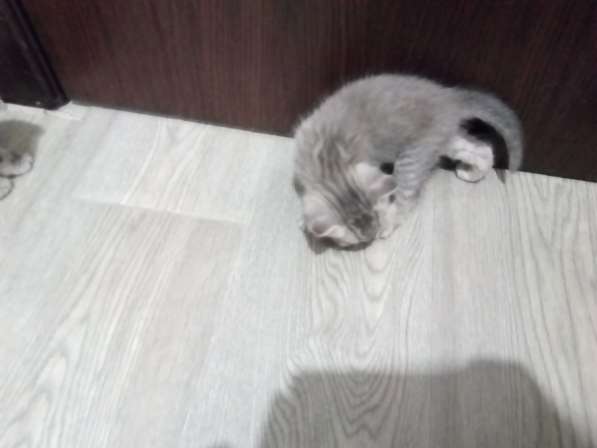 Котята в Челябинске фото 16