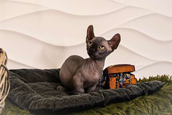 Sphynx Мальчик Двэльф Male dwelf в Москве фото 3