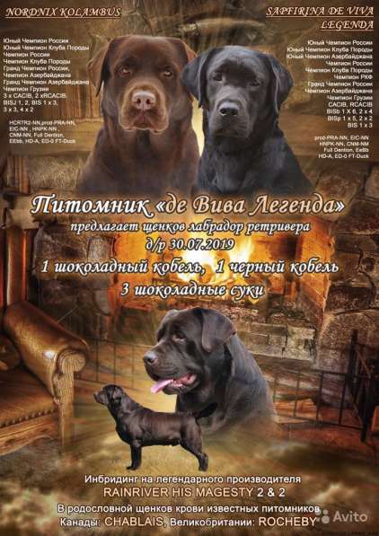 Сладкий шоколад в Саратове фото 9