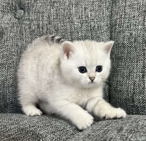 Продаётся котёнок британец! в фото 7