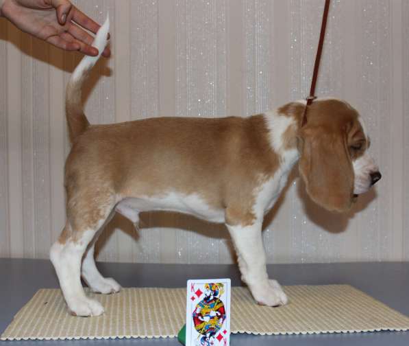 Щенки бигля в Тосно фото 12