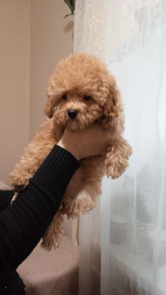 Poodle. Apricot girl