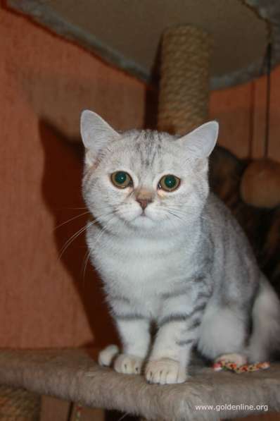 Шотландские котики фолд и страйт в Москве фото 6