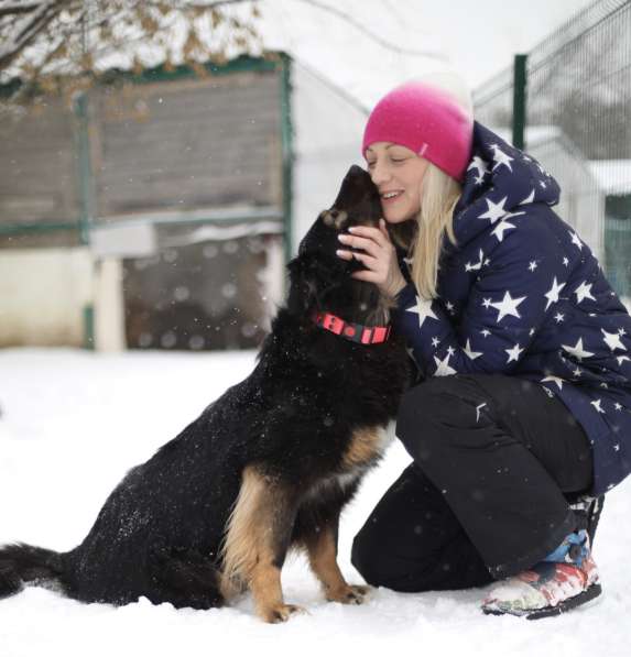 Собака-терапевт Пайпер ищет семью в Москве фото 11