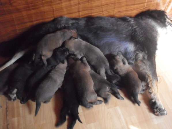 Бурят-Монгольский Волкодав -щенки в Москве фото 10