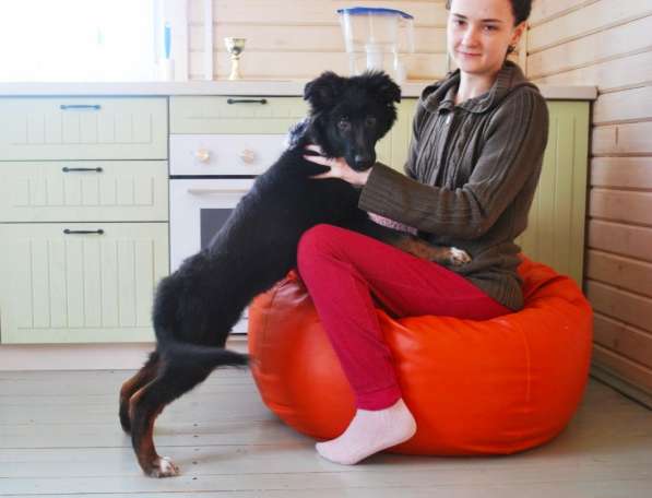 Щенок метис колли в Москве