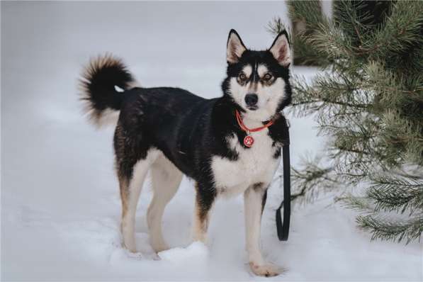 Супер-собака Урса в добрые руки! в Москве фото 16