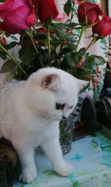 Британские котята в фото 11