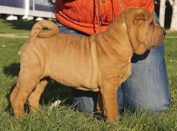 Щенки шар пея в Краснодаре фото 9