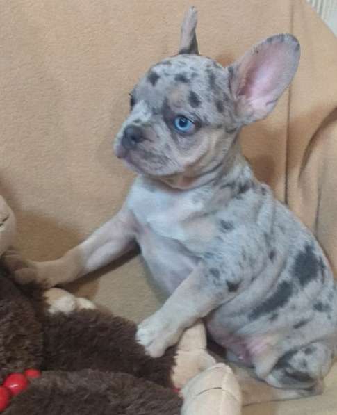 Французский бульдог. Merle. Blue eyes