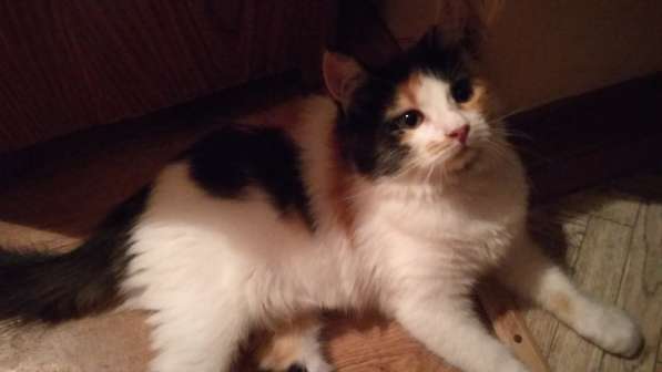 В добрые руки в Белгороде фото 3