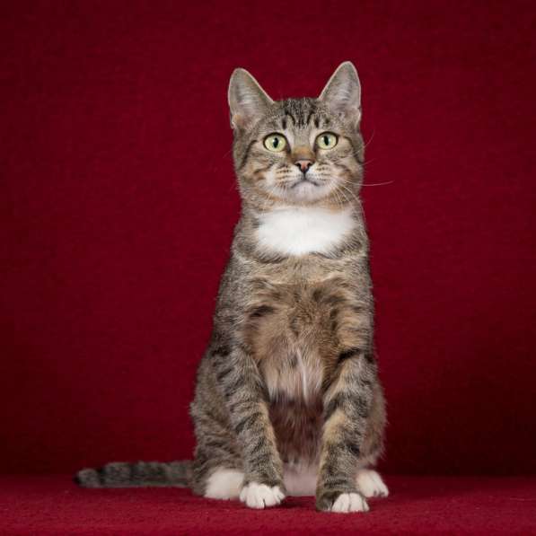 Котопёс Барса — удивительная кошка с удивительной историей и