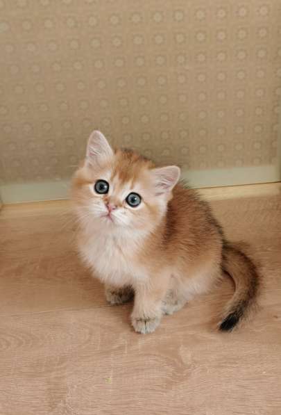 Шотландские котята в Новосибирске фото 11