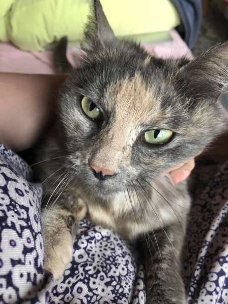 Ласковая спокойная зеленоглазая кошечка в добрые руки в Москве фото 7