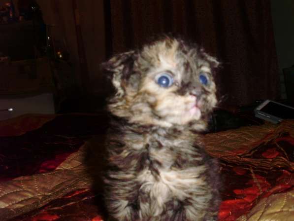 Кудрявые котята в Краснодаре фото 4