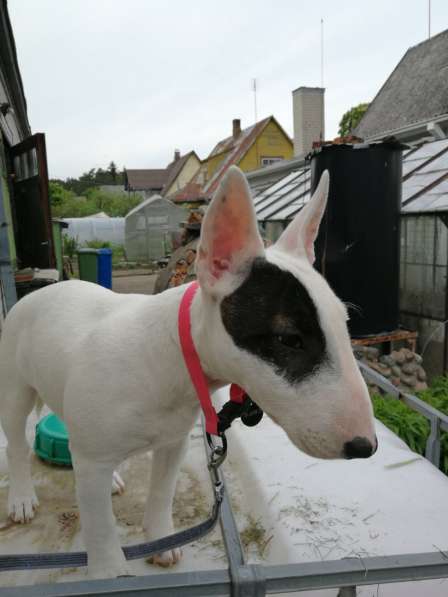 Подарю сучку