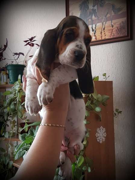 Щенки Бассет-хаунд в Армавире фото 32