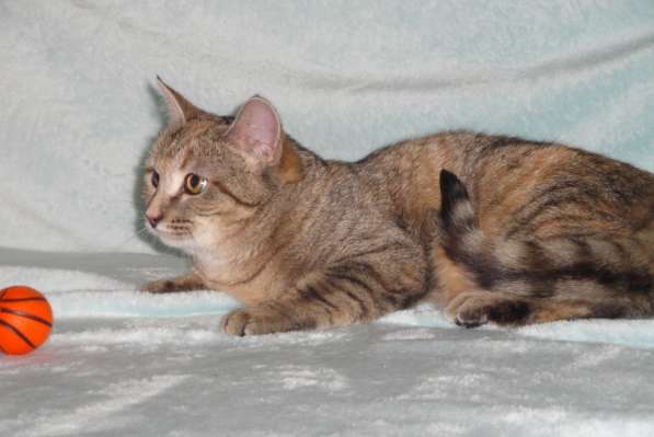 Молодая кошечка ищет дом в Москве фото 7