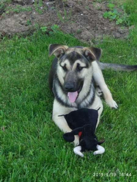 Жужа ищет дом!!! в Москве фото 6