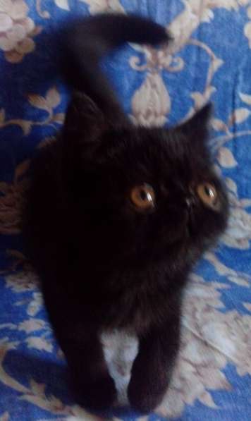 Экзотические котята в 