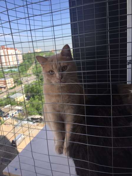 Балкончик для кошек в Москве фото 5