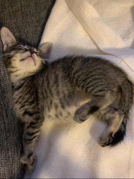 Мурлыка-котенок с дефектом глазика очень ищет дом в Санкт-Петербурге фото 44