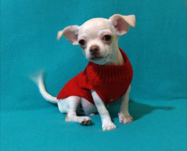 Чишки братишки в Москве фото 6