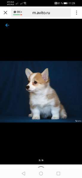 Щенок вельш корги пемборк в Калининграде фото 6